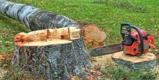Angola, NY Tree Care Company