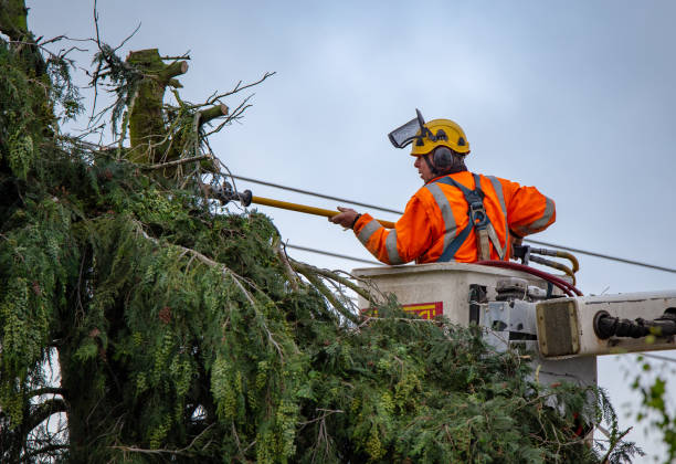 Best Emergency Tree Removal  in Angola, NY