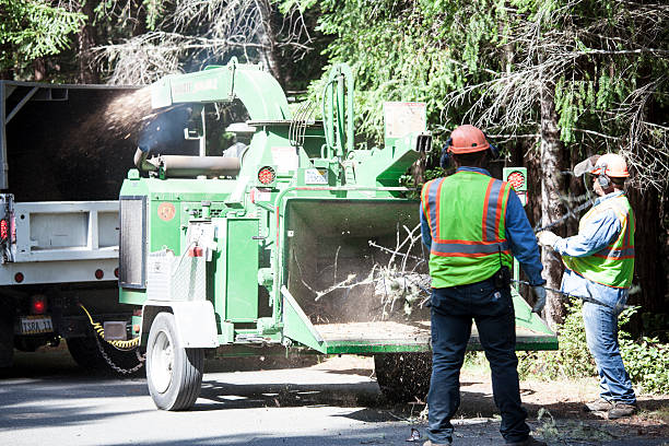 How Our Tree Care Process Works  in  Angola, NY