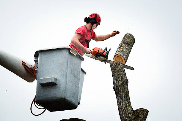 Best Tree Disease Treatment  in Angola, NY