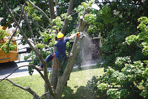 Best Lawn Maintenance Plans  in Angola, NY