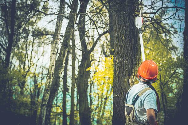 Best Tree Trimming and Pruning  in Angola, NY